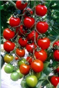 供应红提（抗黄化卷叶病毒）—番茄种子