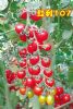 供应红利107—番茄种子