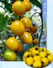 供应金串（抗黄化卷叶病毒）—番茄种子