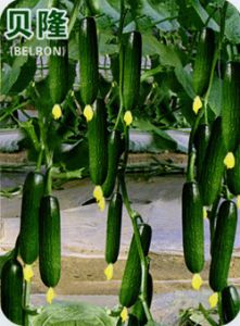 供应贝隆—黄瓜种子