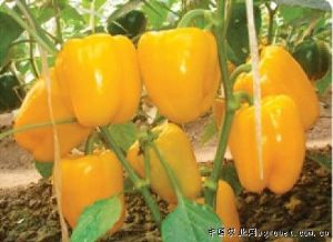 供应金绿黄色方椒—甜椒种子