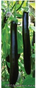 供应优质绿窝长茄—茄子苗