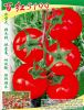 供应百红5199（越冬理想品种）—番茄种子