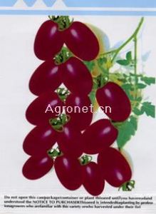 供应紫水晶--番茄种子