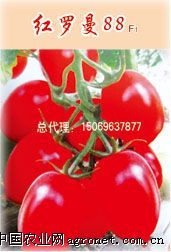 供应红罗曼88—番茄种子