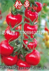 供应粉串—番茄种子