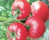 供应超粉--517—番茄种子