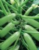 供应绿宝—西葫芦种子
