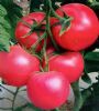 供应粉霸918—番茄种子