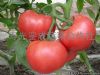 供应番茄—番茄种子