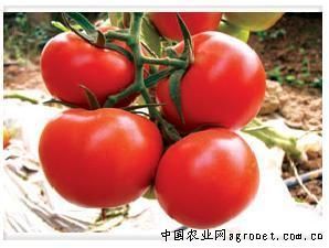 供应沙特番茄种苗—番茄种子