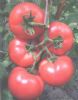 供应圣粉克线王—番茄种苗