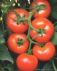 供应罗莱—番茄种苗