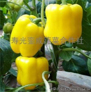 供应黄彩椒—甜椒种子