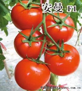 供应安曼F1—番茄种子