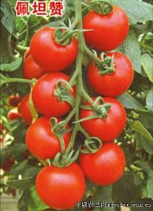 供应佩坦赞—番茄种子