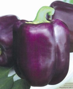 供应紫色甜椒紫贵妃—甜椒种子