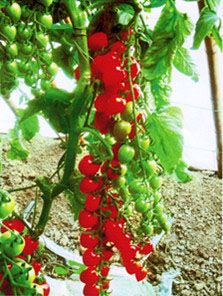 供应夏宝-番茄种子