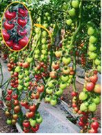 供应粉王子-番茄种子