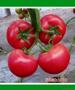 供应美嘉—番茄种子