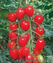 供应台湾红颜—樱桃番茄种子