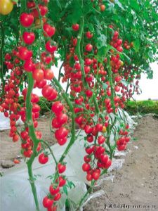 供应粉娇106—高抗TY千禧类型番茄种子