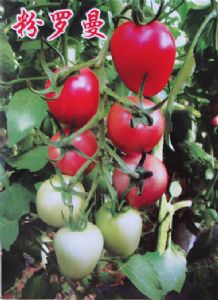 供应粉罗曼番茄种子—番茄种子