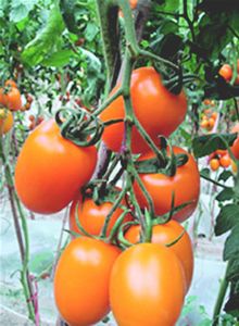 供应黄罗曼番茄种子-进口番茄种子