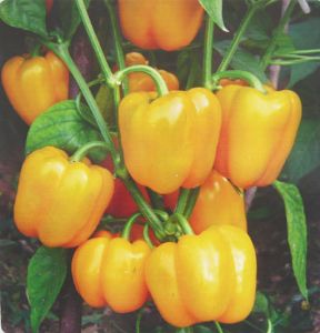 供应金甜—甜椒种子
