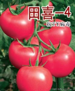 供应田喜-4—番茄种子