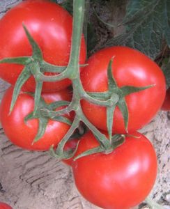供应优质番茄—优质蔬菜