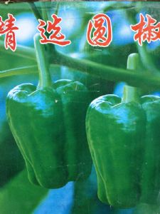 供应圆椒—优质蔬菜
