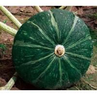 供应绿南瓜—优质蔬菜