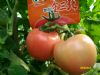 供应世阳金三北—番茄种子