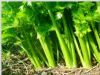 供应金洲—芹菜种子