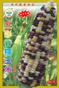 五彩香糯玉米——玉米类种子
