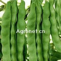 供应绿龙架豆—菜豆种子