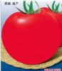 供应白果强丰—番茄种子