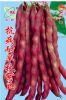 供应抗病耐旱秋紫豆—菜豆种子