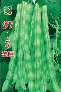 供应97-5架豆—菜豆种子