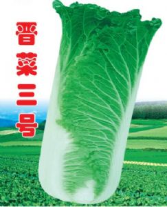 供应晋菜三号—白菜种子