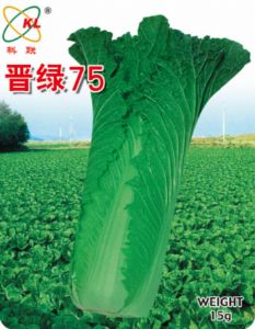 供应晋绿75—白菜种子