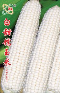 供应白甜糯玉米—玉米种子