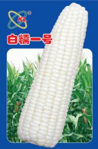 供应白糯一号—玉米种子