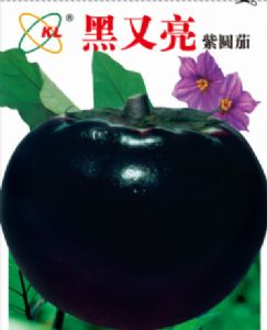 供应黑又亮紫圆茄—茄子种子