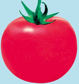 供应精粉208F1—番茄种子