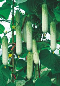 供应蔬研白绿F1—黄瓜种子