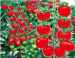 供应红赞—番茄种子