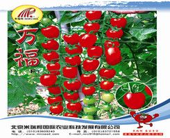供应万福—番茄种子