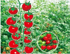 供应红福88—番茄种子